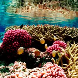 Coral Reef at Palmyra Atoll National Wildlife Refuge