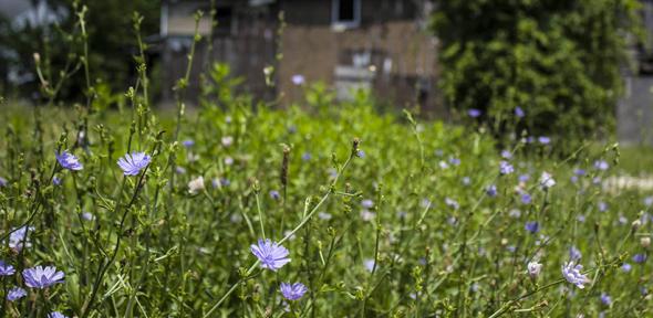 Chicory growing on unused land in Cleveland, USA.