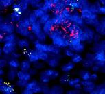 Developing immune cells (B cells) from prenatal gut tissue