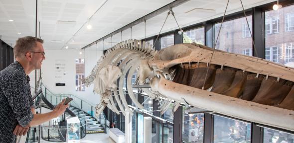 Jack Ashby talking to the Museum's fin whale 