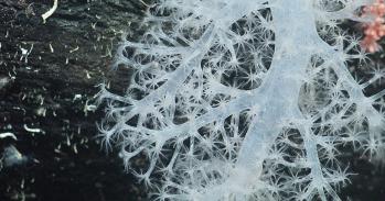 A stalk of deep-sea coral