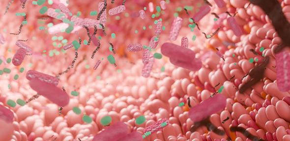 Intestine with microbiome