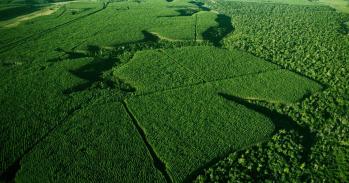 Image of a forest