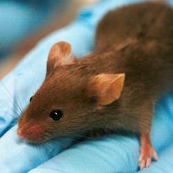 Brown lab mouse on blue gloved hand