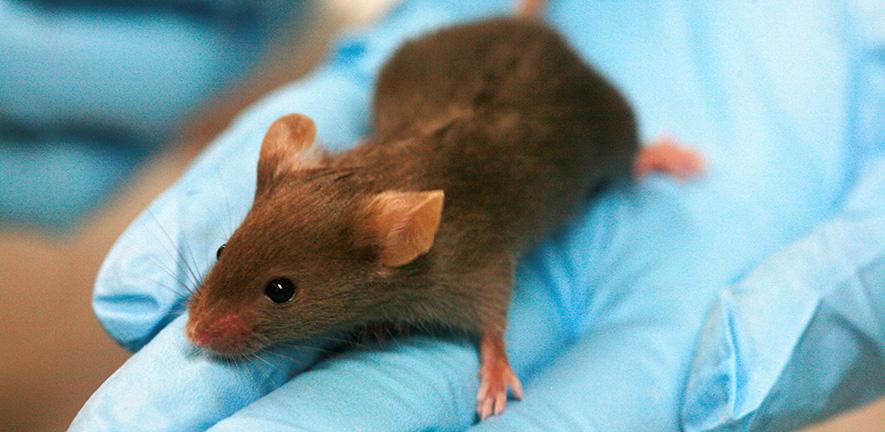 Brown lab mouse on blue gloved hand