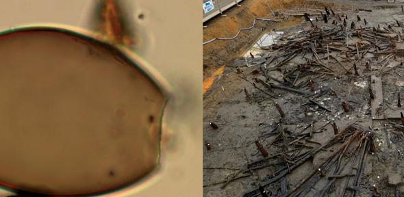 Microscopic egg of a fish tapeworm and Must Farm excavation site